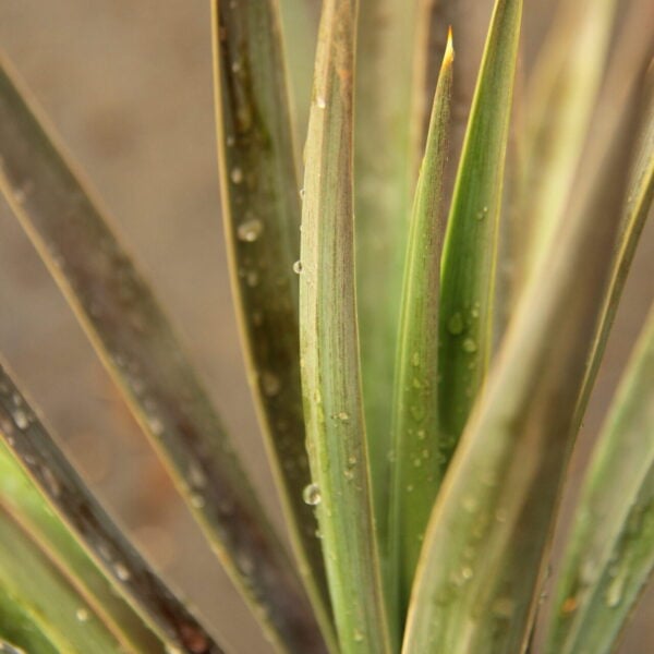 Yucca aloifolia 'Magenta Magic' Yucca