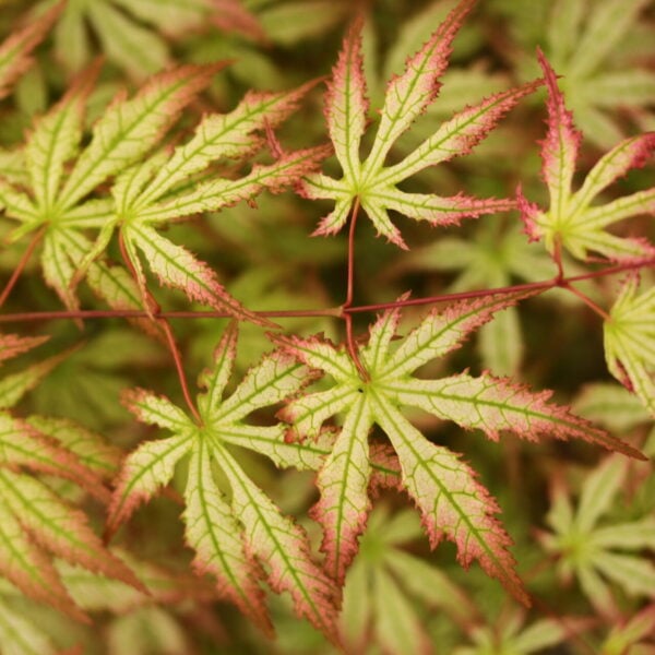 Acer palmatum 'Spring Blast' Japanese Maple