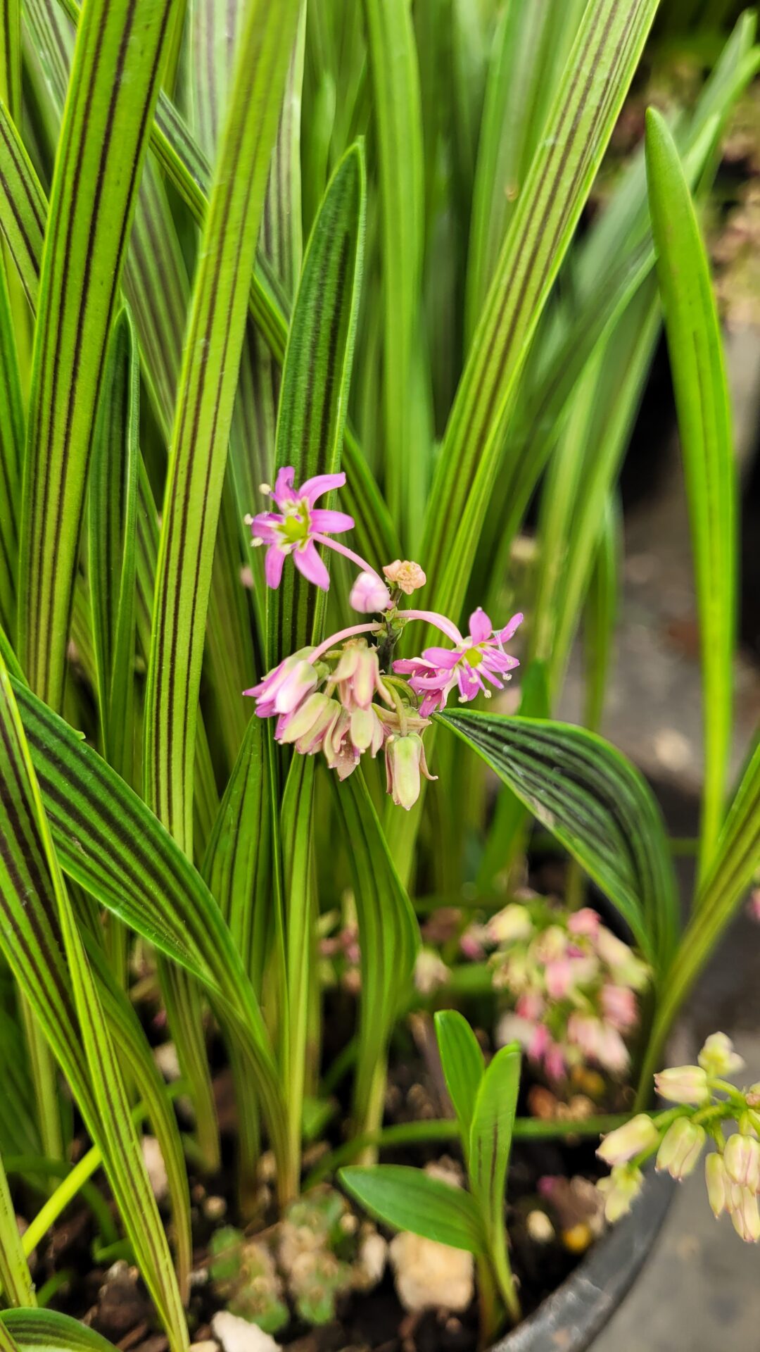 Buy Ledebouria cooperi Cooper’s False Squill Conifer Kingdom