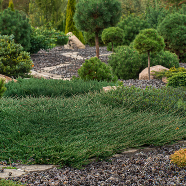 Juniperus communis 'Green Carpet' Common Juniper