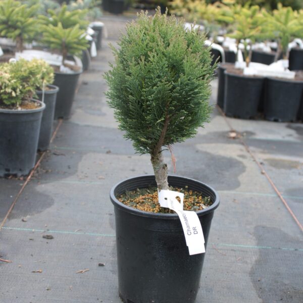 Chamaecyparis lawsoniana 'Gimbornii' Lawson Cypress