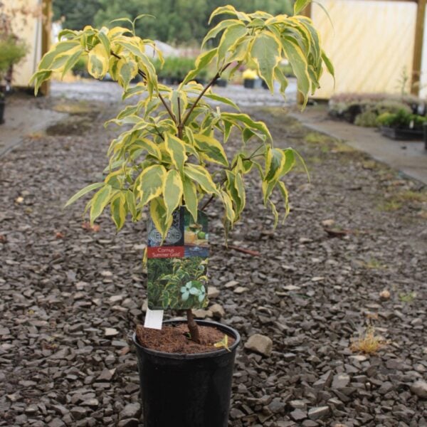 Cornus kousa 'Summer Gold' Dogwood
