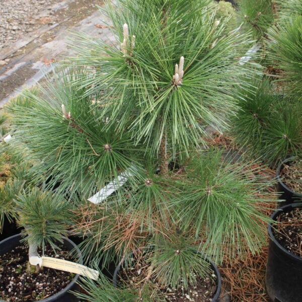 Pinus thunbergii 'Kyokko yatsubusa' Japanese Black Pine