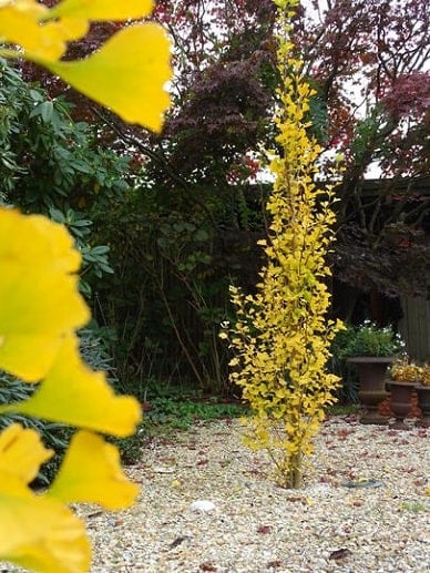 ginkgo_01