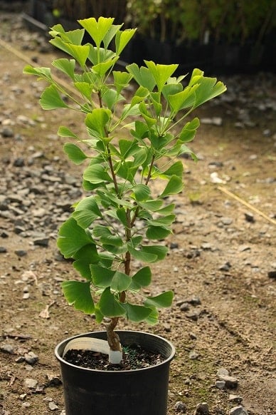 ginkgo_03