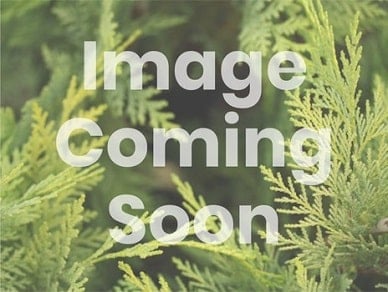 ginkgo_04