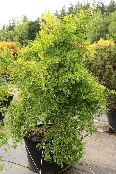 ginkgo_05
