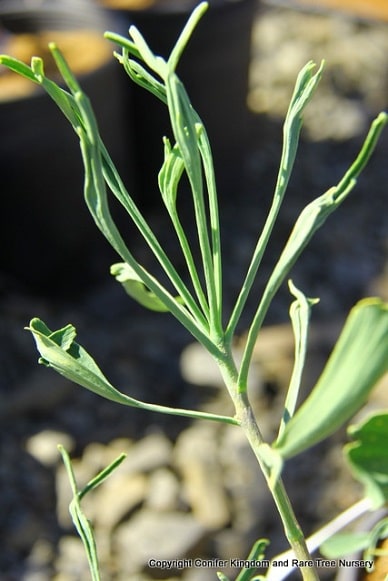 ginkgo_06