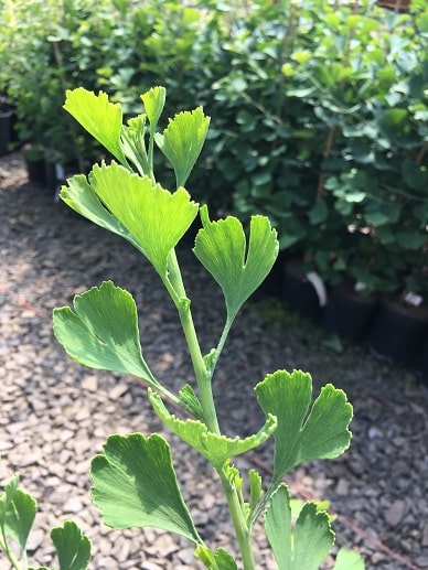 ginkgo_08