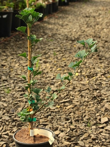 ginkgo_09
