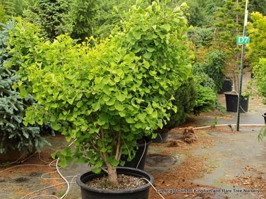 ginkgo_11