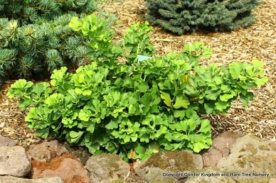 ginkgo_12