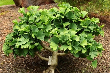 ginkgo_13