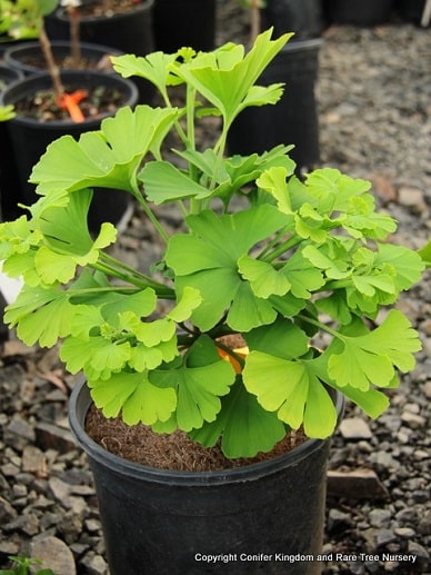 ginkgo_14