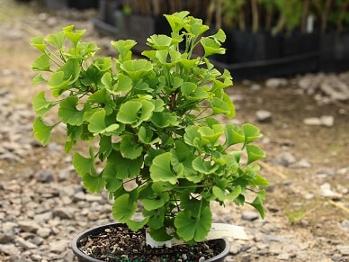 ginkgo_15