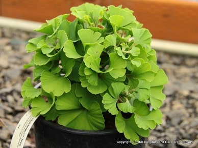ginkgo_16