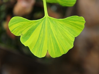 ginkgo_17