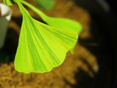 ginkgo_19
