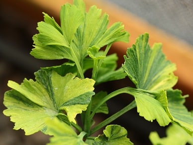ginkgo_21