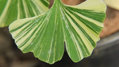 ginkgo_22