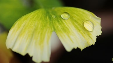 ginkgo_24