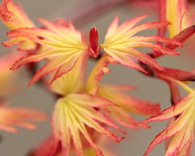 maple_color_10