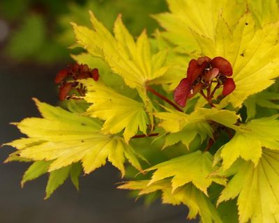 maple_color_8