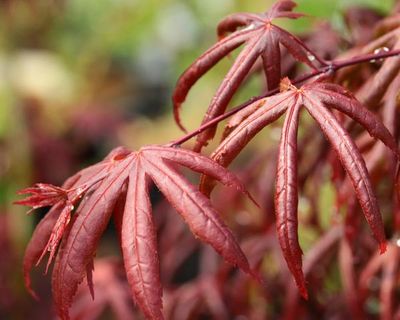 maple_color_9