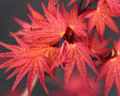 maple_leaf_type_1