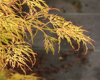 maple_leaf_type_2