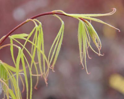 maple_leaf_type_3