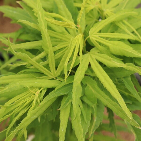 Acer palmatum 'Catalina yatsubusa' (#1 Container) $750 Gift
