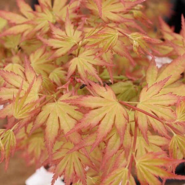 Acer palmatum 'Ramona' Japanese Maple