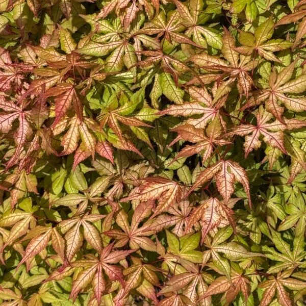 Acer palmatum 'Ruby de Sofia'  Japanese Maple