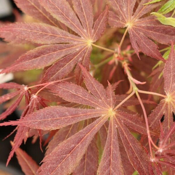 Acer shirasawanum 'Royalty' Full Moon Maple