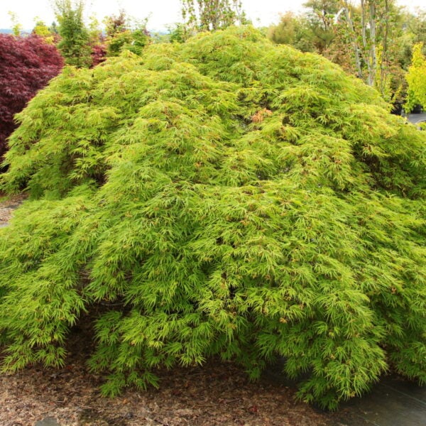 Acer palmatum 'Green Hornet' Japanese Maple