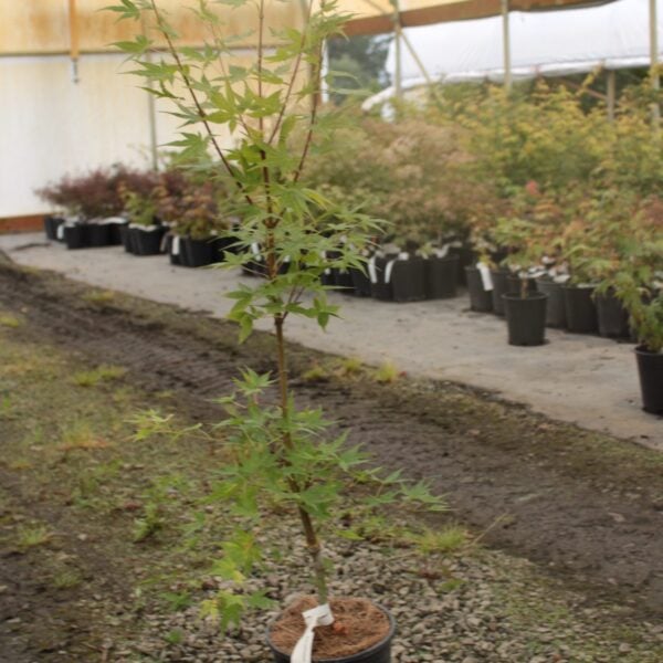 Acer palmatum 'Japanese Sunrise' Japanese Maple