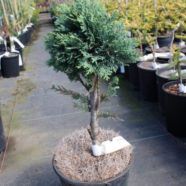 Chamaecyparis lawsoniana 'Minima' Sawara False Cypress