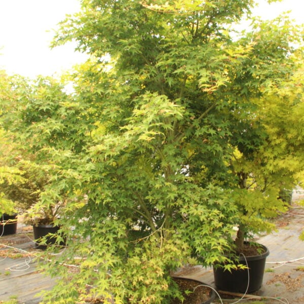 Acer palmatum 'Hino tori nishiki' Specimen 2358