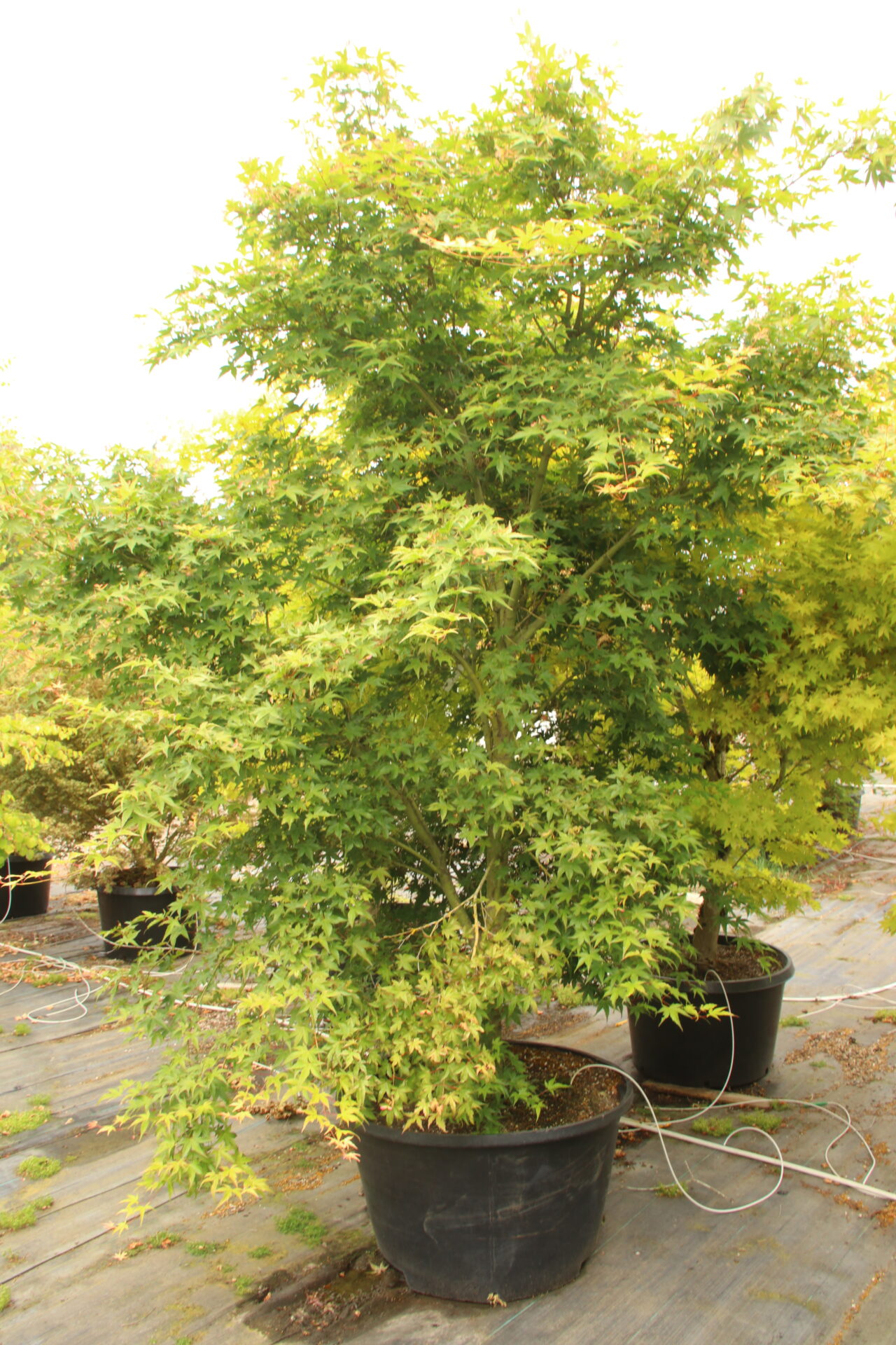 ひのきページ Acer palmatum 'Hino tori nishiki' Specimen 2358 | Conifer Kingdom