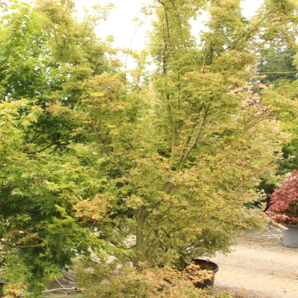 Acer palmatum 'Ikandi' Specimen 2360