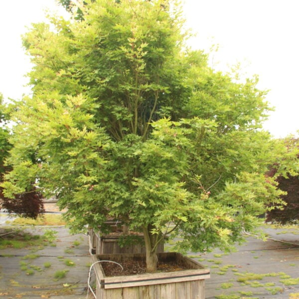 Acer palmatum 'Murakumo' Specimen 2091