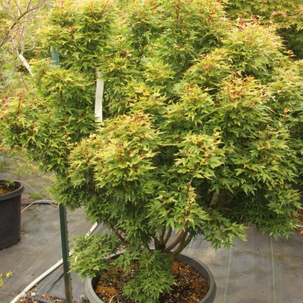 Acer palmatum 'Ryugu' Specimen 2364