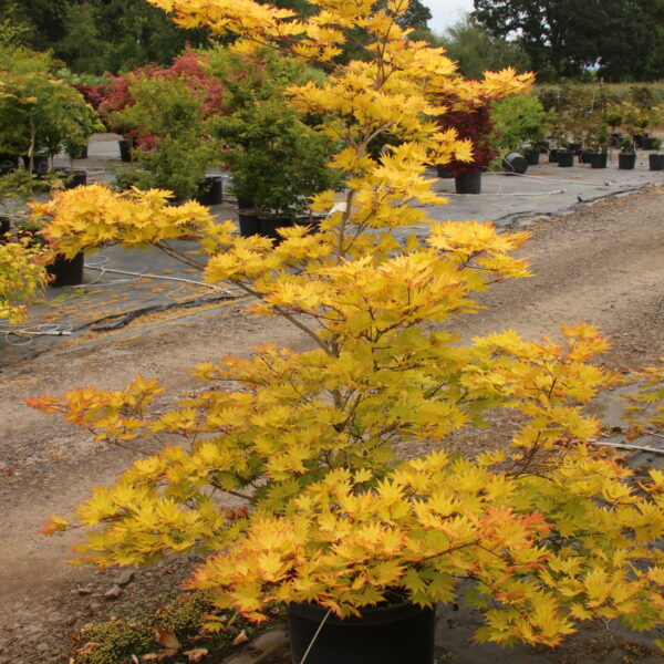 Acer shirasawanum 'Autumn Moon' Specimen 2351