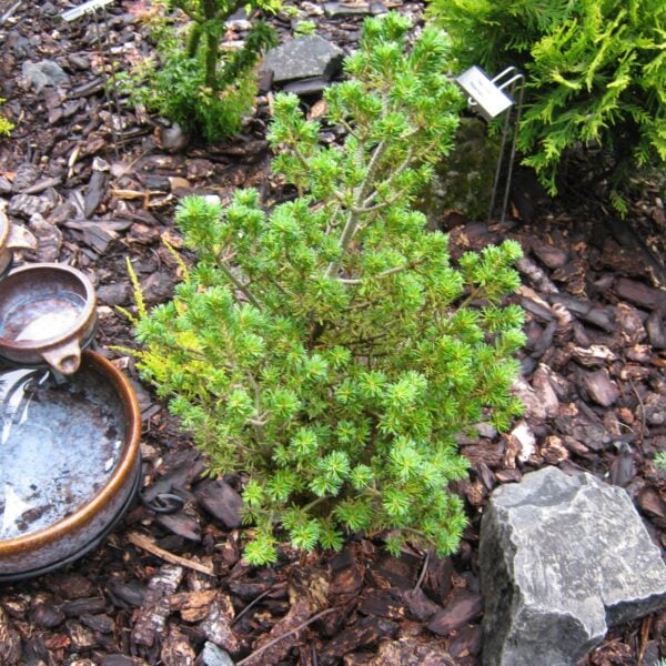 Pinus parviflora 'Adcock's Dwarf' Japanese White Pine