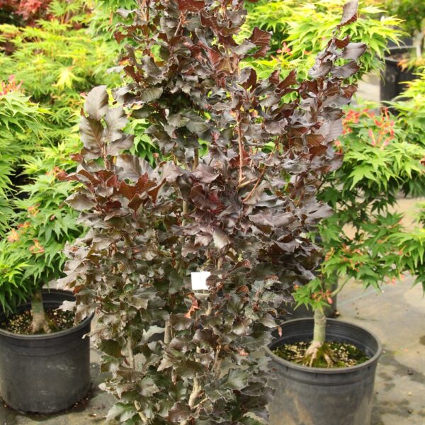 Fagus sylvatica 'Anny's Rohan Sentry' European Beech