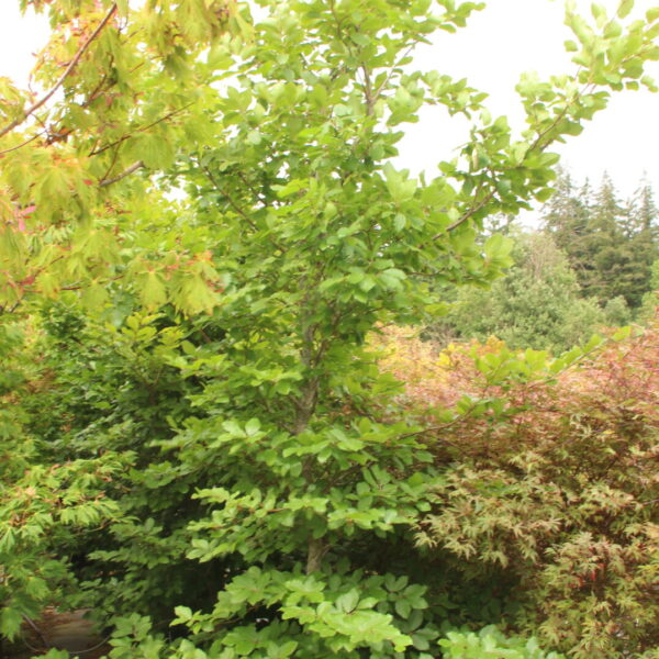 Fagus sylvatica 'Marmorstar' Specimen 2354