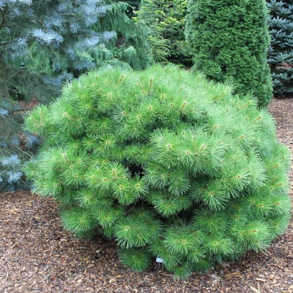 Pinus densiflora 'Jane Kluis' Japanese Red Pine
