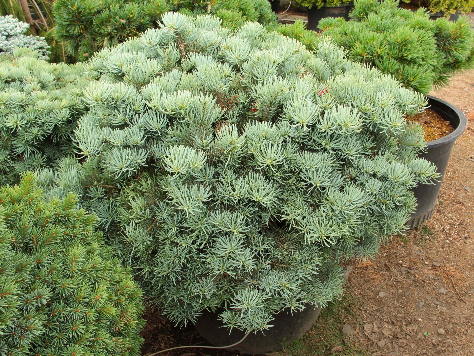Abies concolor 'King's Gap' Specimen 2014 Conifer Kingdom