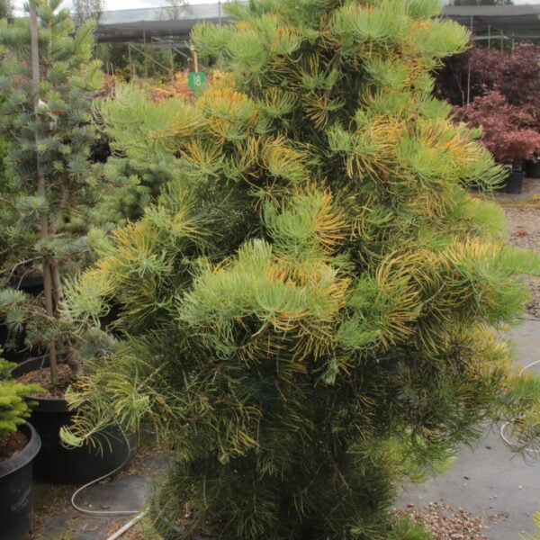 Abies concolor 'Wintergold' (on firma) Specimen 2397